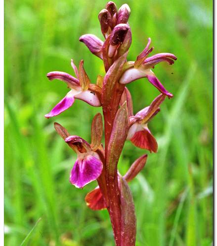 http://upload.wikimedia.org/wikipedia/commons/e/e2/Orchis_collina1.jpg