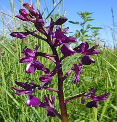 Orchis laxiflora.jpg