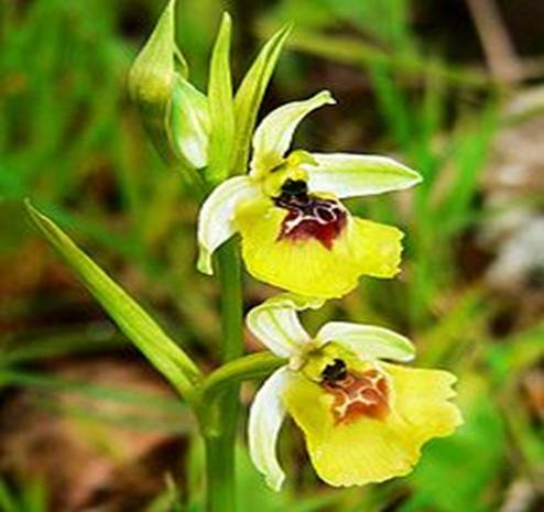 Ophrys lacaitae C. Pizzo Cane - Altavilla Milicia. 30 Aprile 2007 (30).jpg