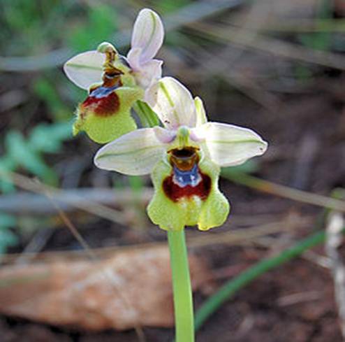 Ophrys tenthredinifera zingaro 086.jpg