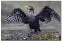 Cormorano