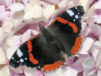 Vanessa atalanta