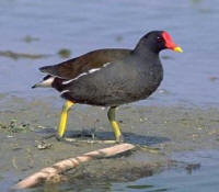 Gallinella d'acqua