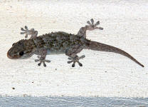 Geko