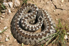 Vipera