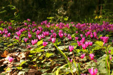 Ciclamino primaverile