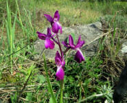 Anacamptis laxiflora (Lam.) R.M. Bateman, Pridgeon & M.W. Chase (= Orchis laxiflora Lam.)