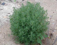 salsola